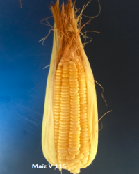 Variedad de maíz CORPOICA V-115 DULCE