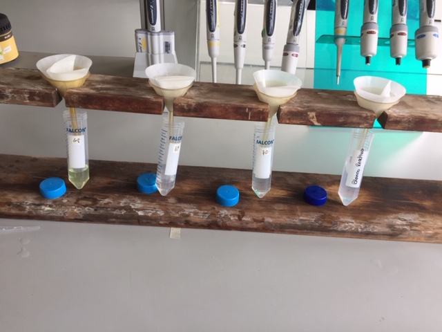 Metabolitos secundarios en forrajes por química húmeda