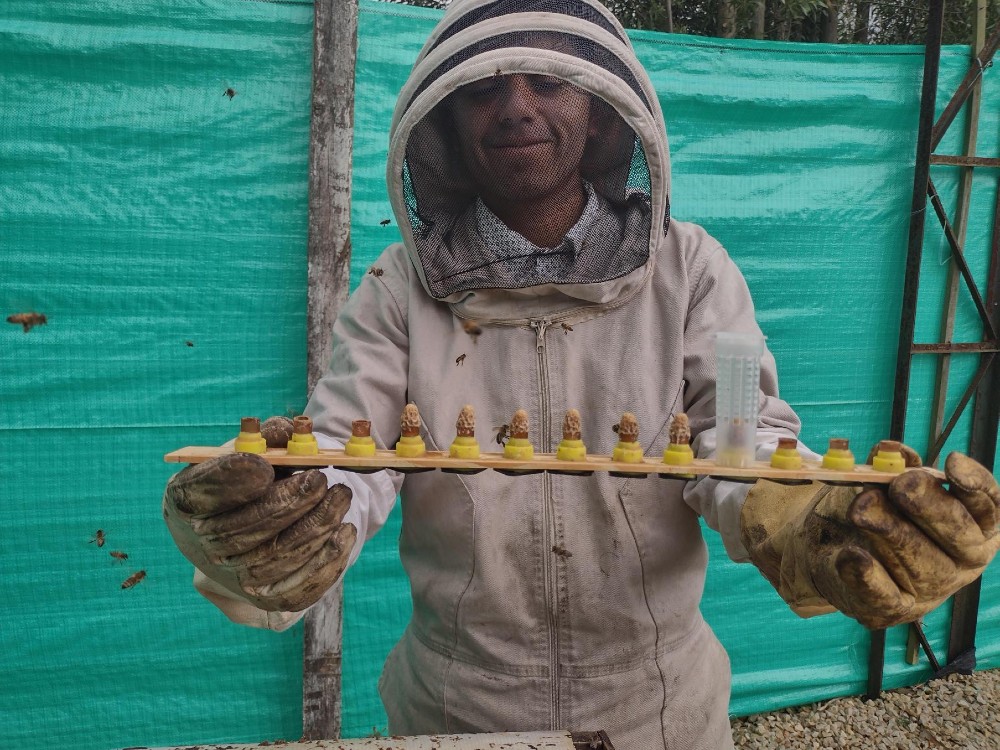 Abierta preinscripción seminario en cría y selección genética de abejas reinas