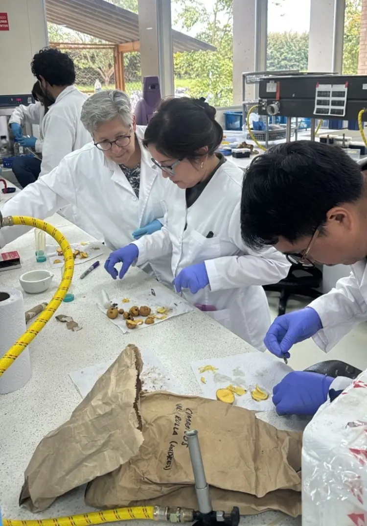 Taller Fitoplasma Punta Morada2 Fotor Webp