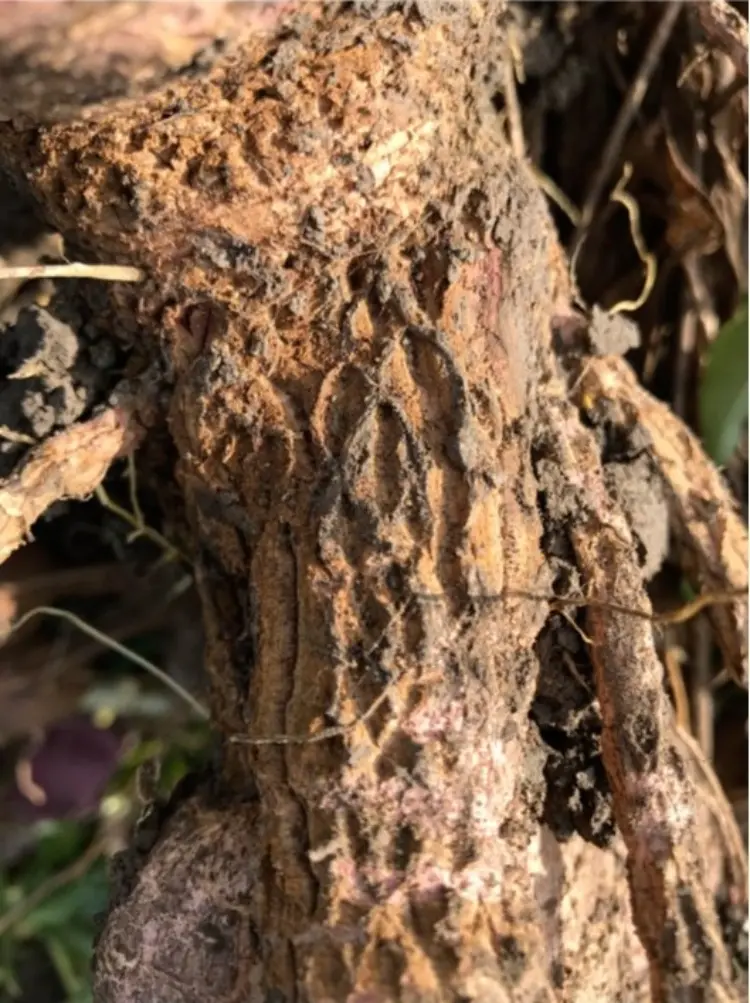 Cuerodesapo3 Fotor Webp