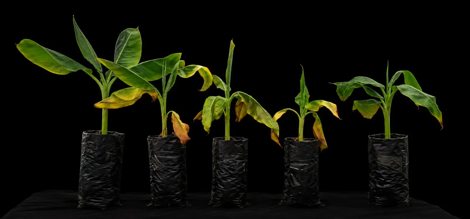 Bacterias ácido-lácticas abren una ruta para proteger el banano