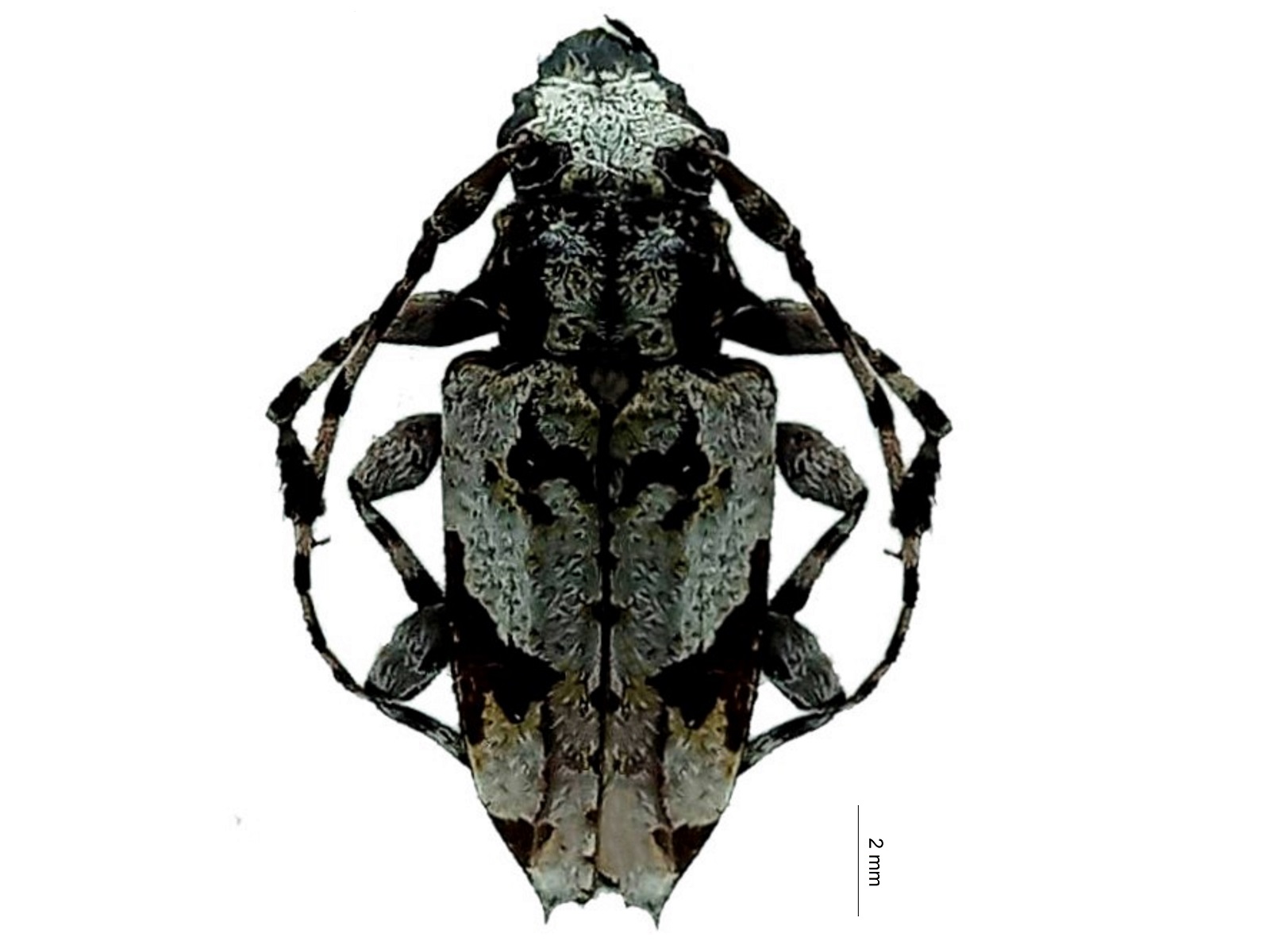 Psapharochrus jaspideus (Germar, 1824) 