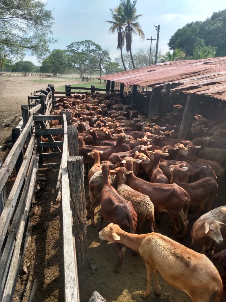 Valledupar Será Sede Del XII Congreso De Ovinos, Caprinos Y Camélidos Sudamericanos3