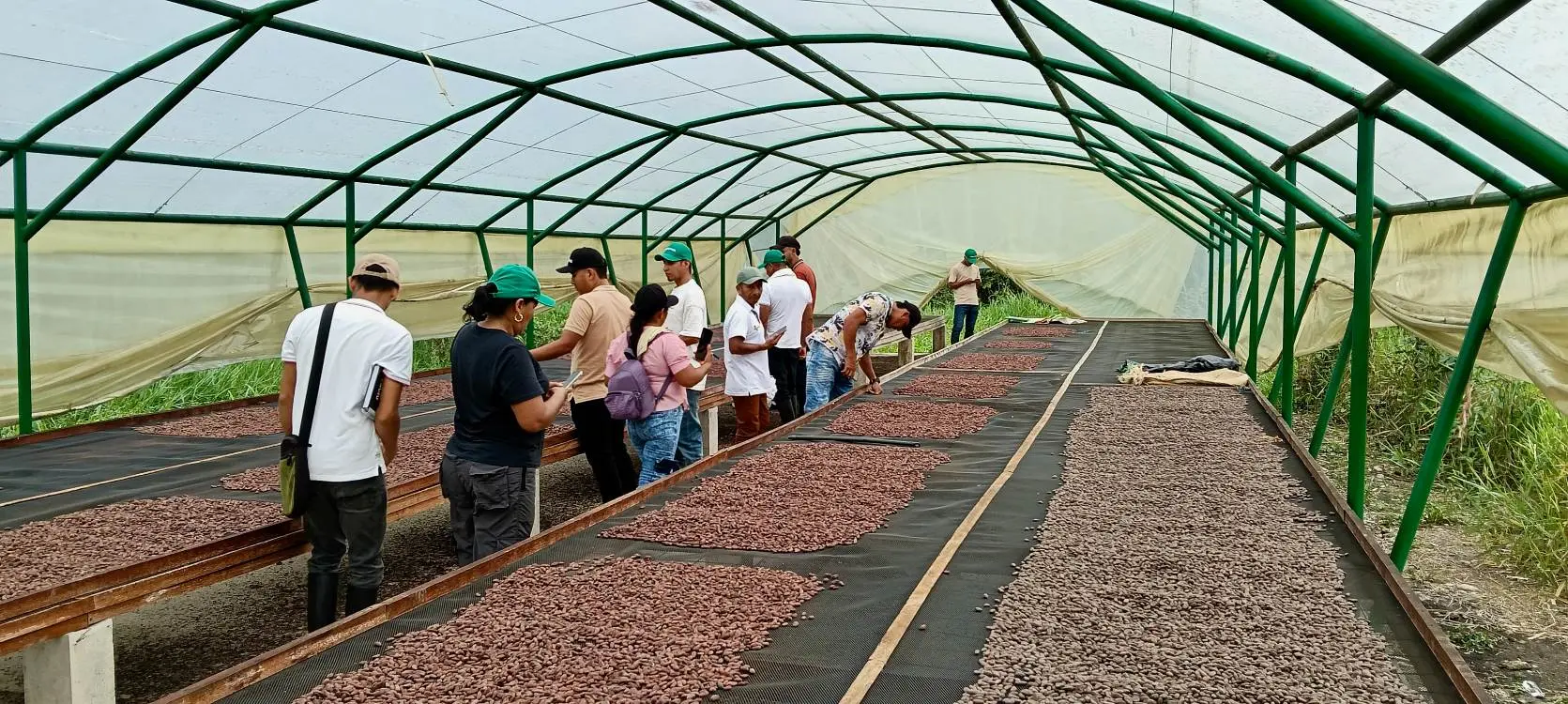 Cacao, Plátano, Meliponas Y Memoria Nasa2 Fotor Webp