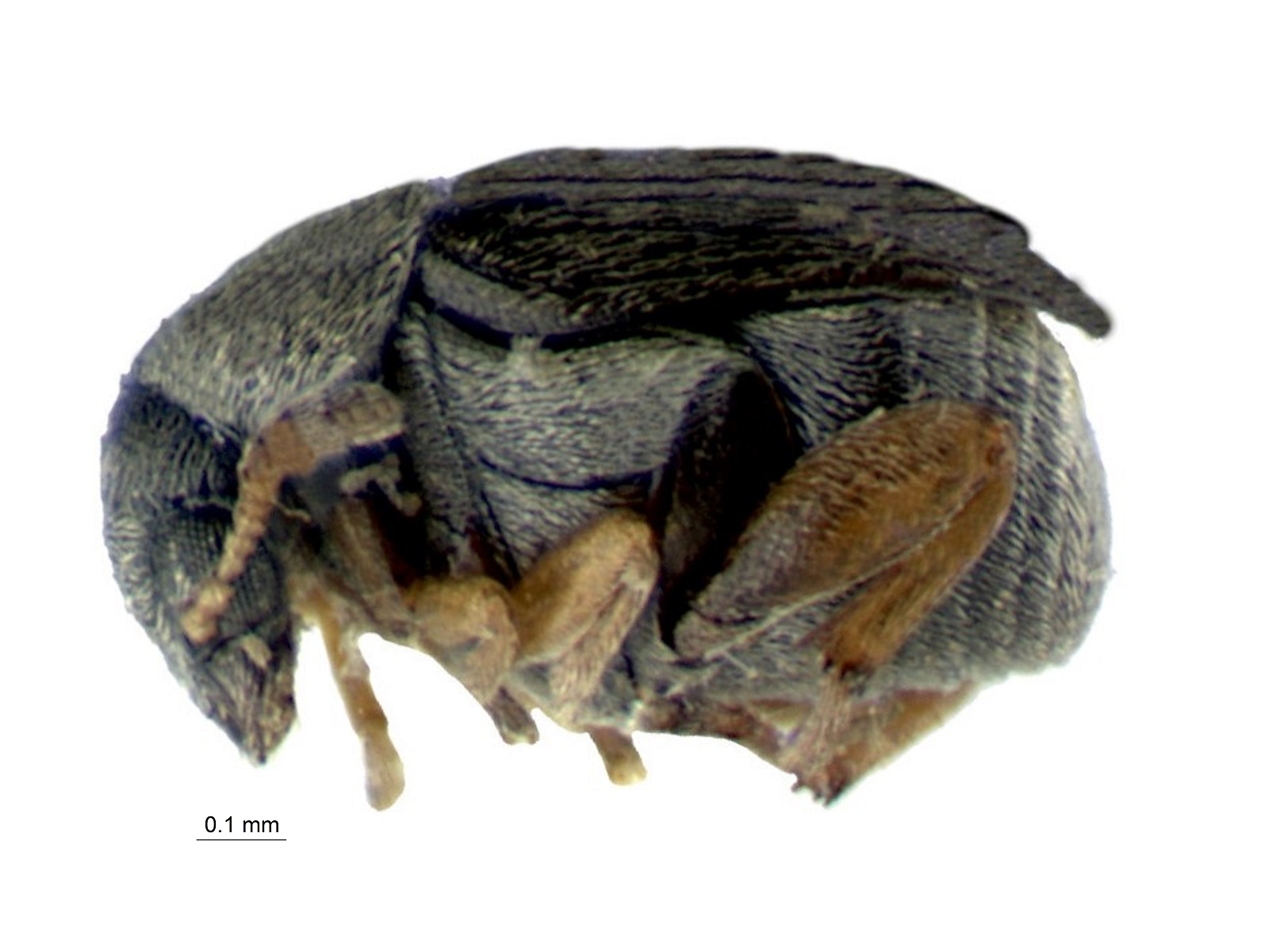 Acanthoscelides pyramididos Johnson, 1983