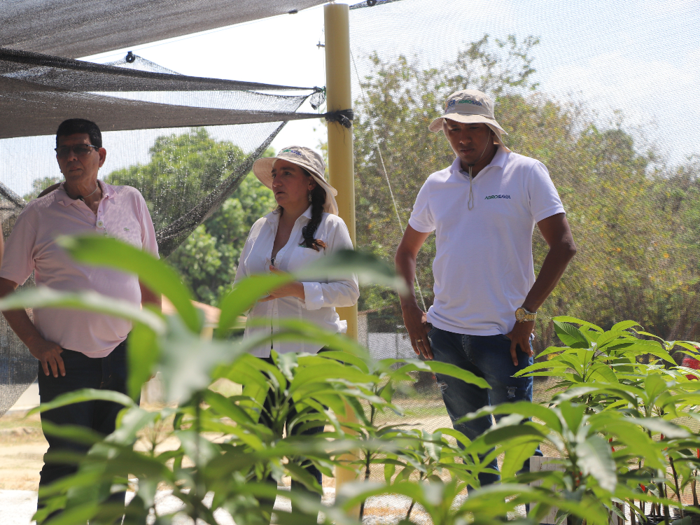 AGROSAVIA Presenta Avances De Proyecto En Mango Financiado Por Regalías5 AGROSAVIA