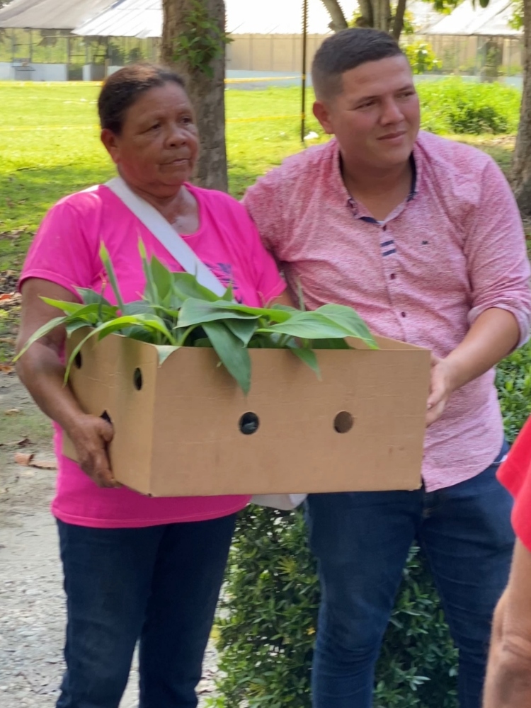 Entrega De Semilla De Calidad De Plátano Hartón3 AGROSAVIA