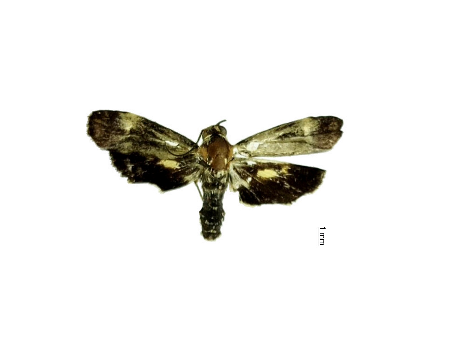 Sagalassa valida Walker, 1856