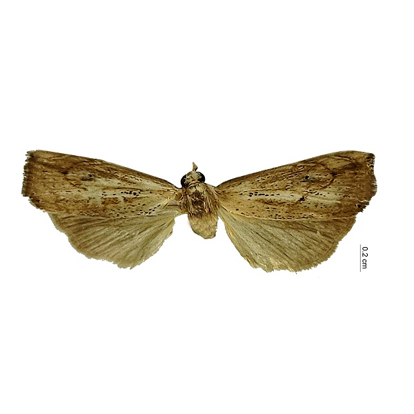 Lepidoptera