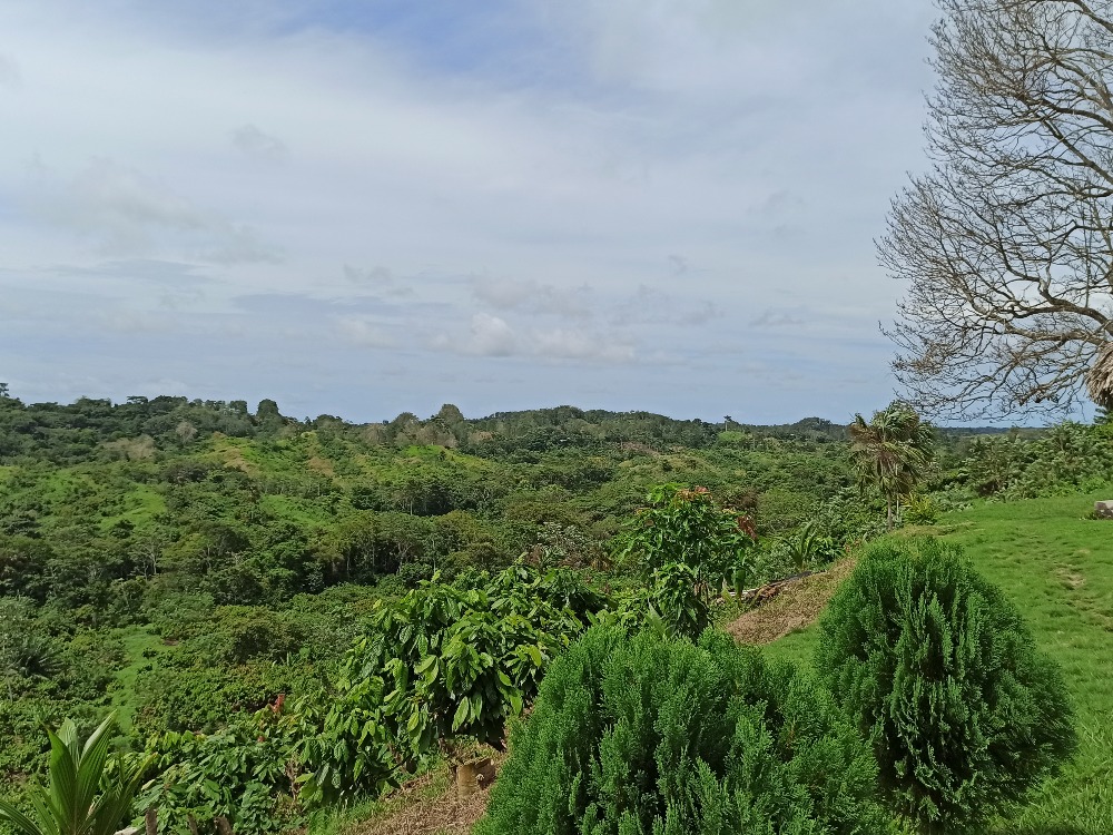 Investigación revela nuevas bacterias en suelos cacaoteros de Antioquia
