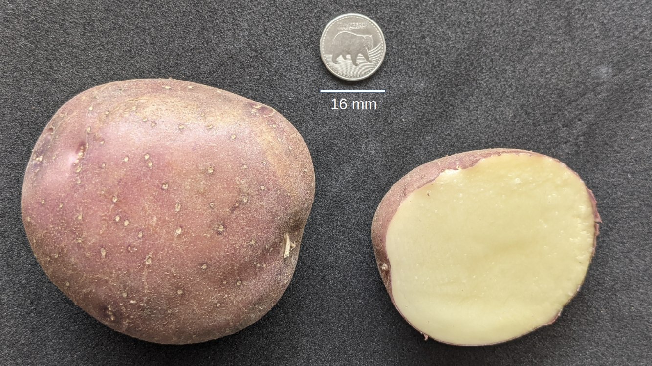 Desentrañan el genoma de la papa Diacol Capiro: un avance histórico para la agricultura en Colombia