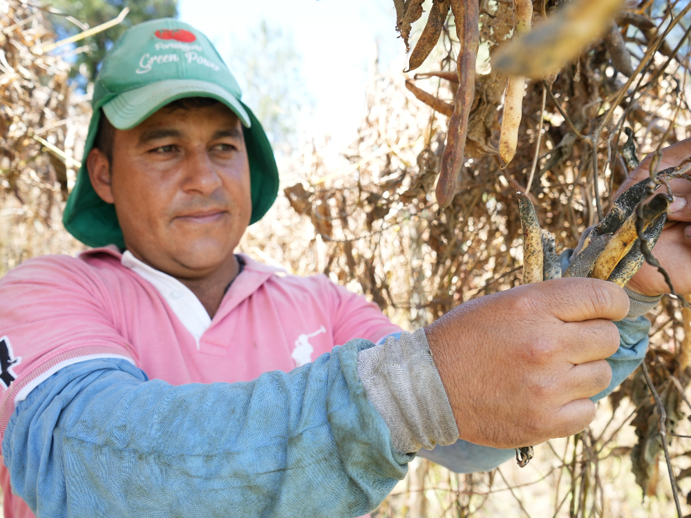 Frijol Cosecha2 AGROSAVIA