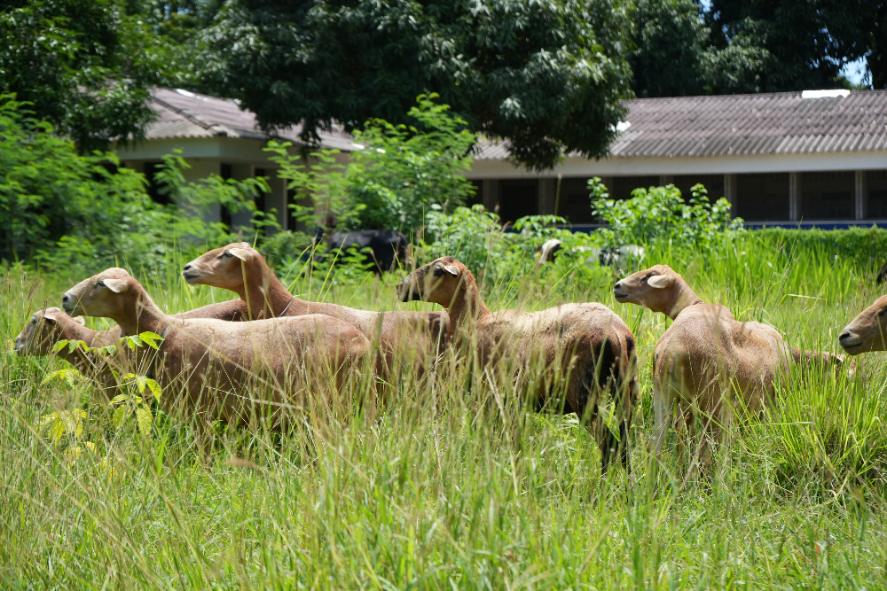 AGROSAVIA presenta el modelo productivo de carne ovina