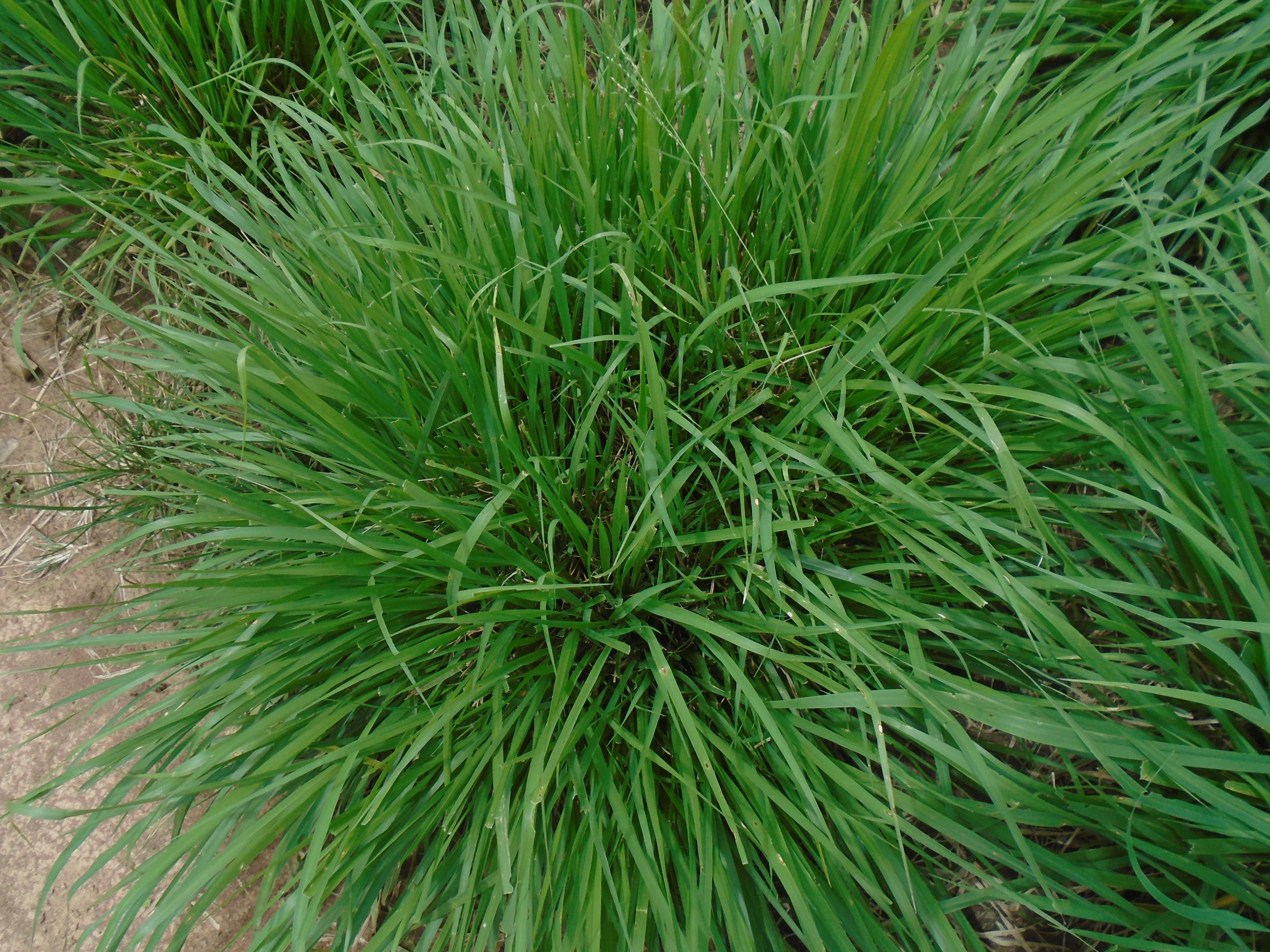Plantas De Pasto Massai 2