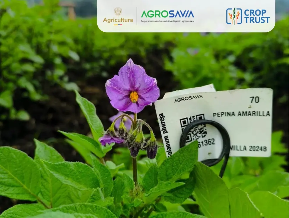 Croptrust2 Fotor Webp