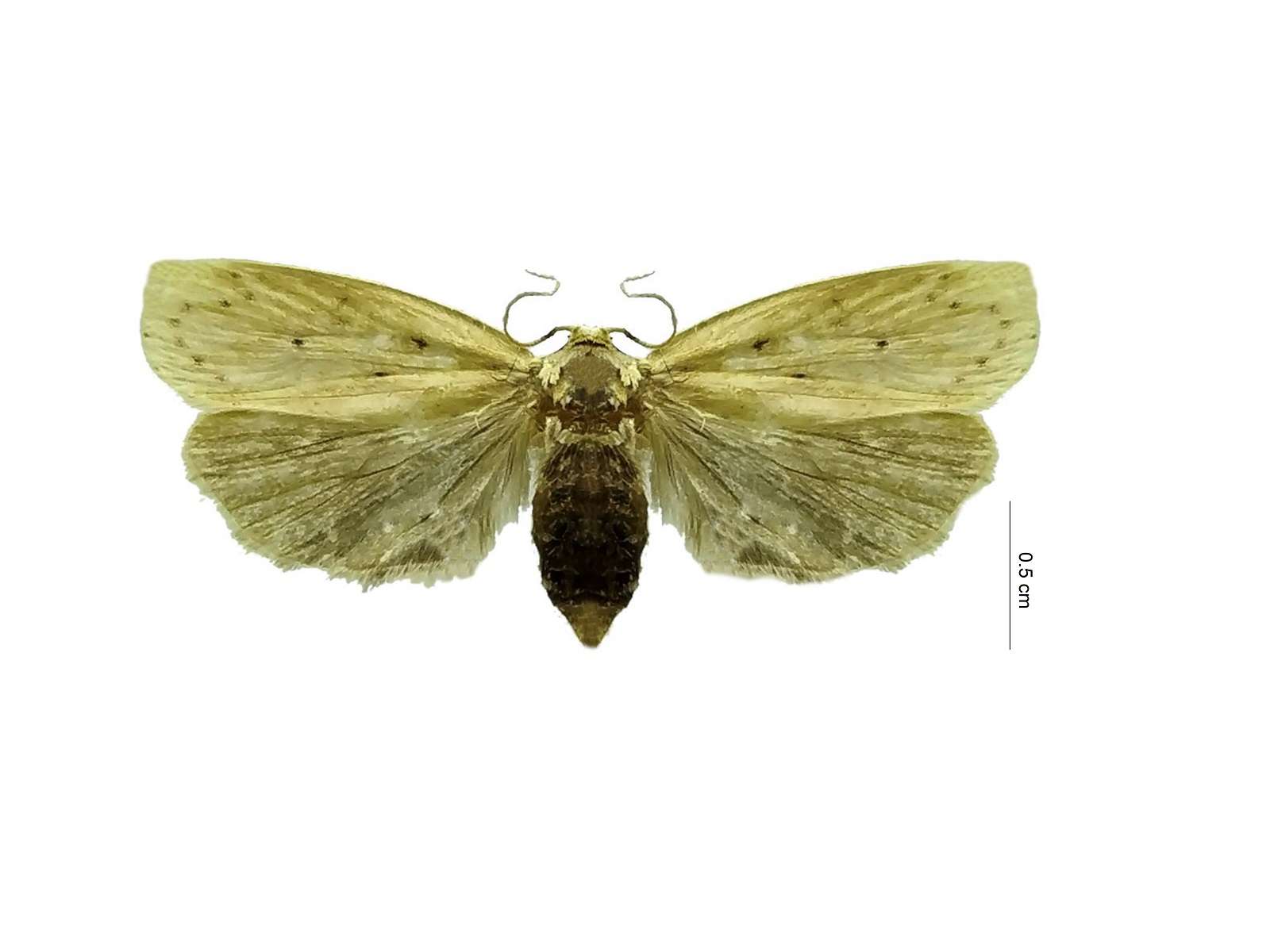 Stenoma catenifer Walsingham, 1912 