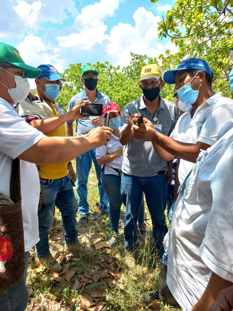 AGROSAVIA Brinda Acompañamiento Técnico Para Impulsar Cultivo De Marañón En La Región Caribe4 AGROSAVIA