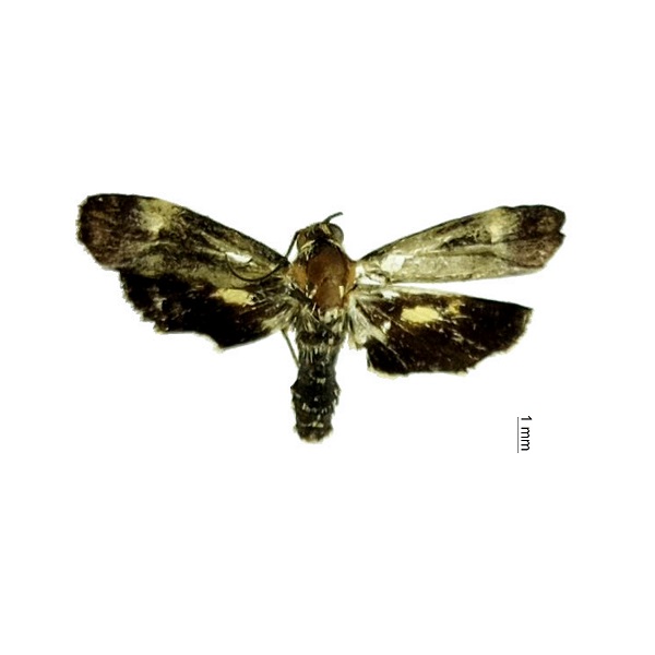 Brachodidae