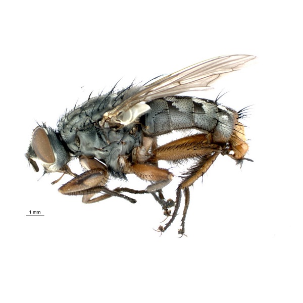 <p>Sarcophagidae</p>