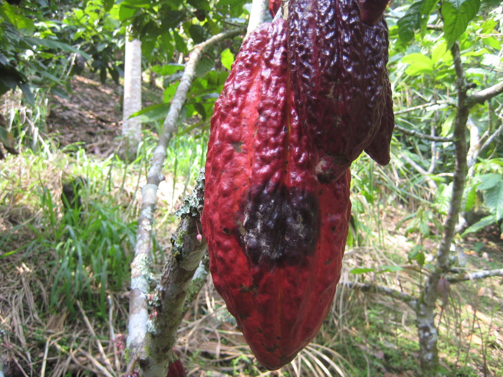 Opciones tecnológicas para el manejo de Phytophthora en cacao