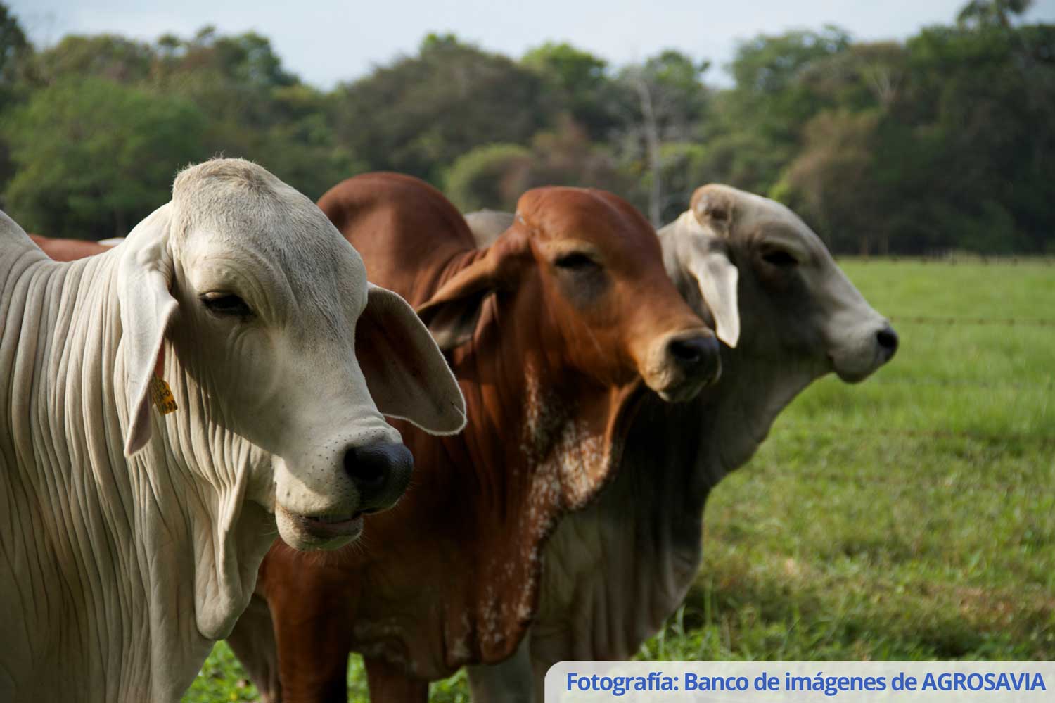 Plataforma de información genómica en la raza Cebú Brahman para uso en selección y mejoramiento genético