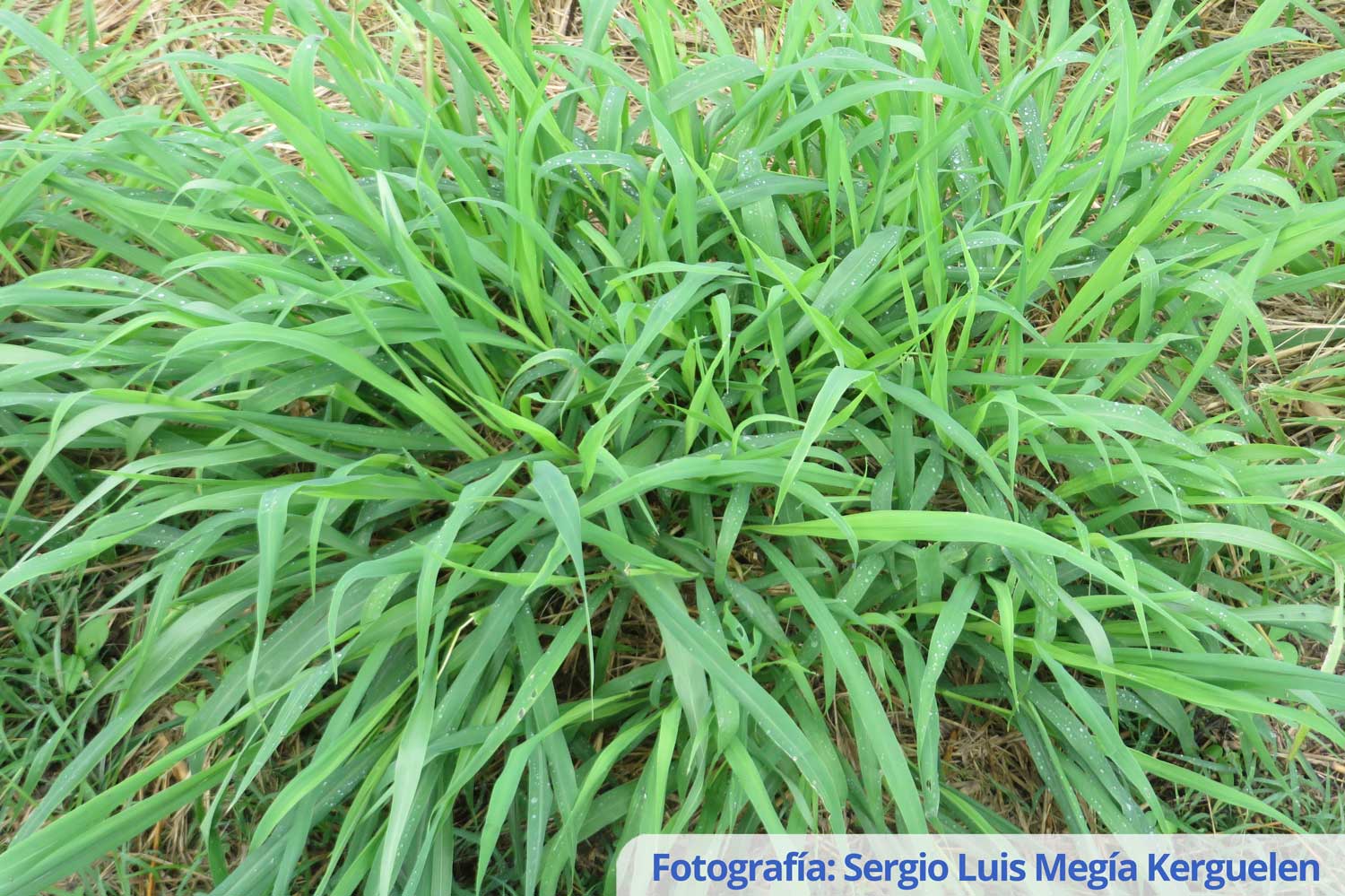 Pastura de guinea AGROSAVIA SABANERA