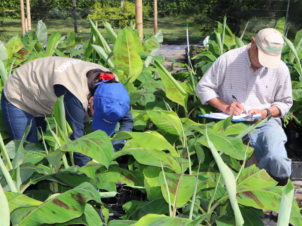 Bioestimulantes4 AGROSAVIA