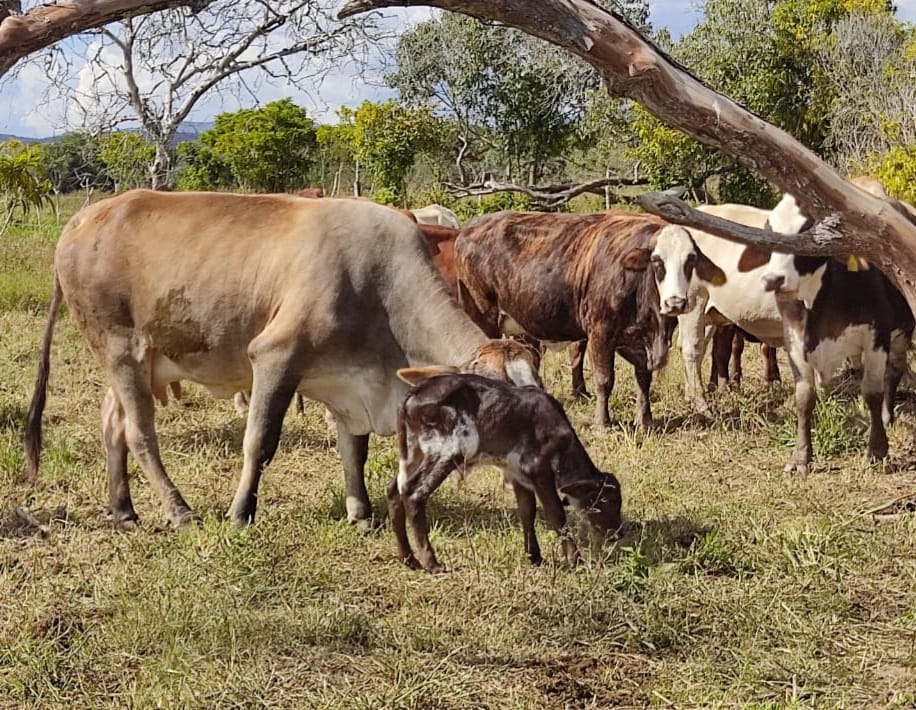 Productores Del Caribe Y Santaderes Resaltan Los Avances Agropecuarios De AGROSAVIA7