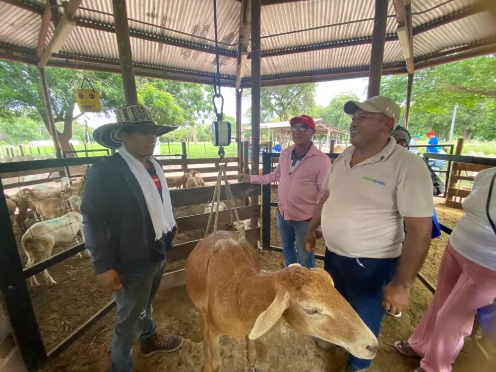 Promotoría Campesina Ovino Caprina4 Fotor Webp