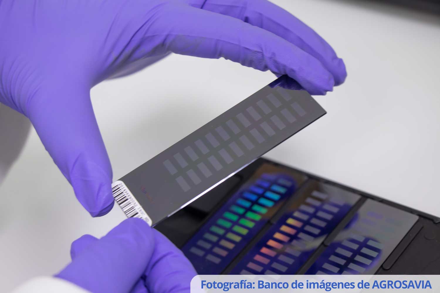 Análisis de caracterización molecular (Genotipado a gran escala con chips de array)