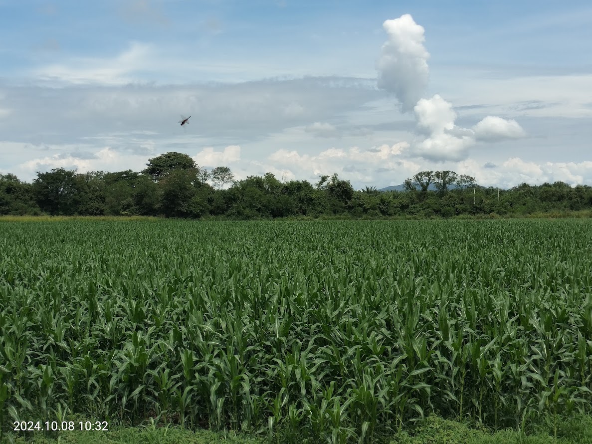 Cultivo De Sorgo Dulce Forrajero Jorge Abril