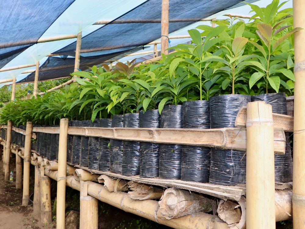 AGROSAVIA fortalece capacidades en la producción de semilla de aguacate