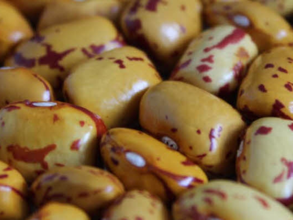 Reconocimiento al talento humano de AGROSAVIA
