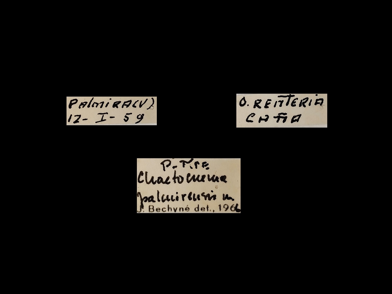 Chaetocnema palmirensis Bechyn茅, 1966