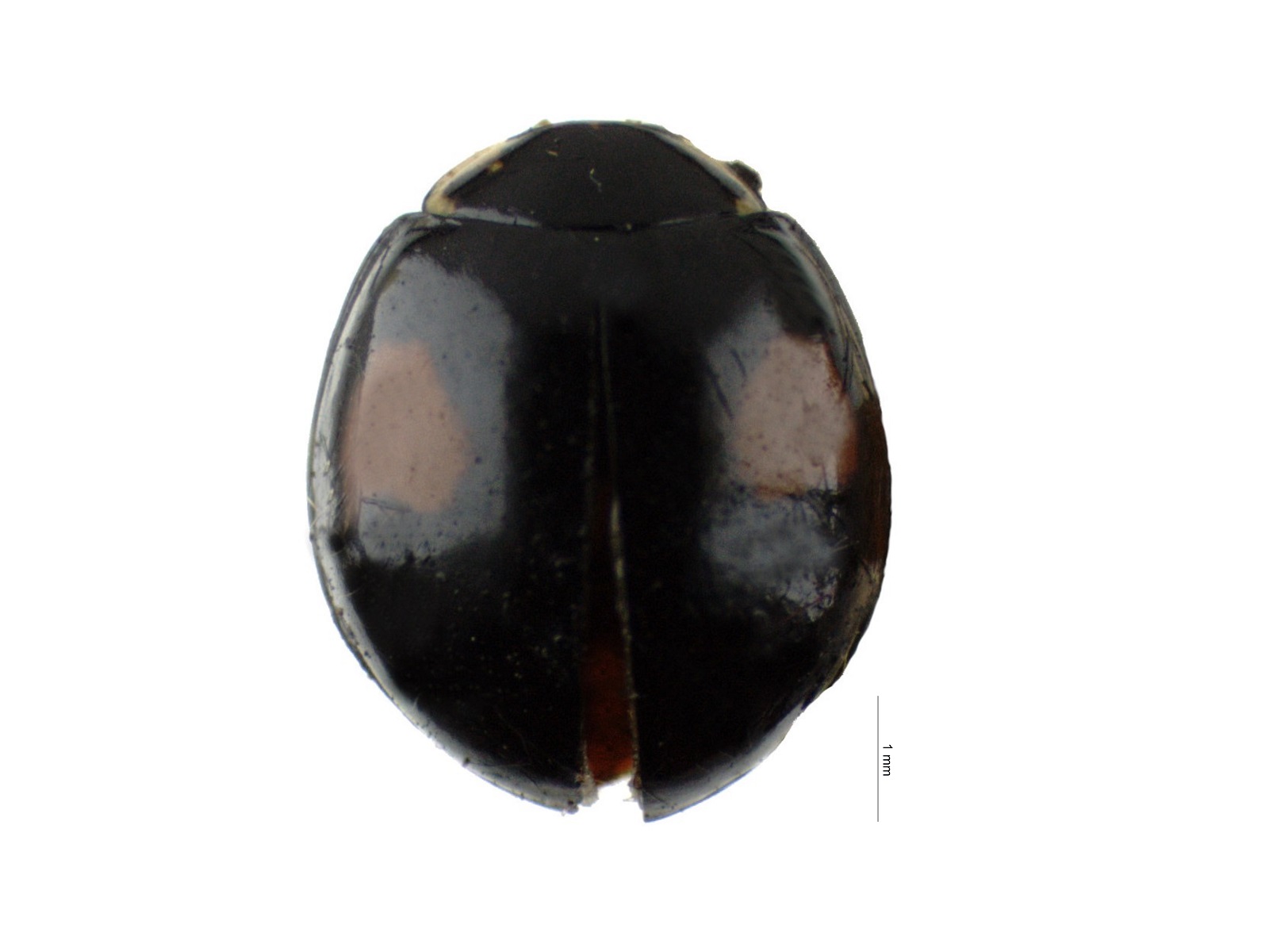 Olla v-nigrum (Mulsant, 1866) 