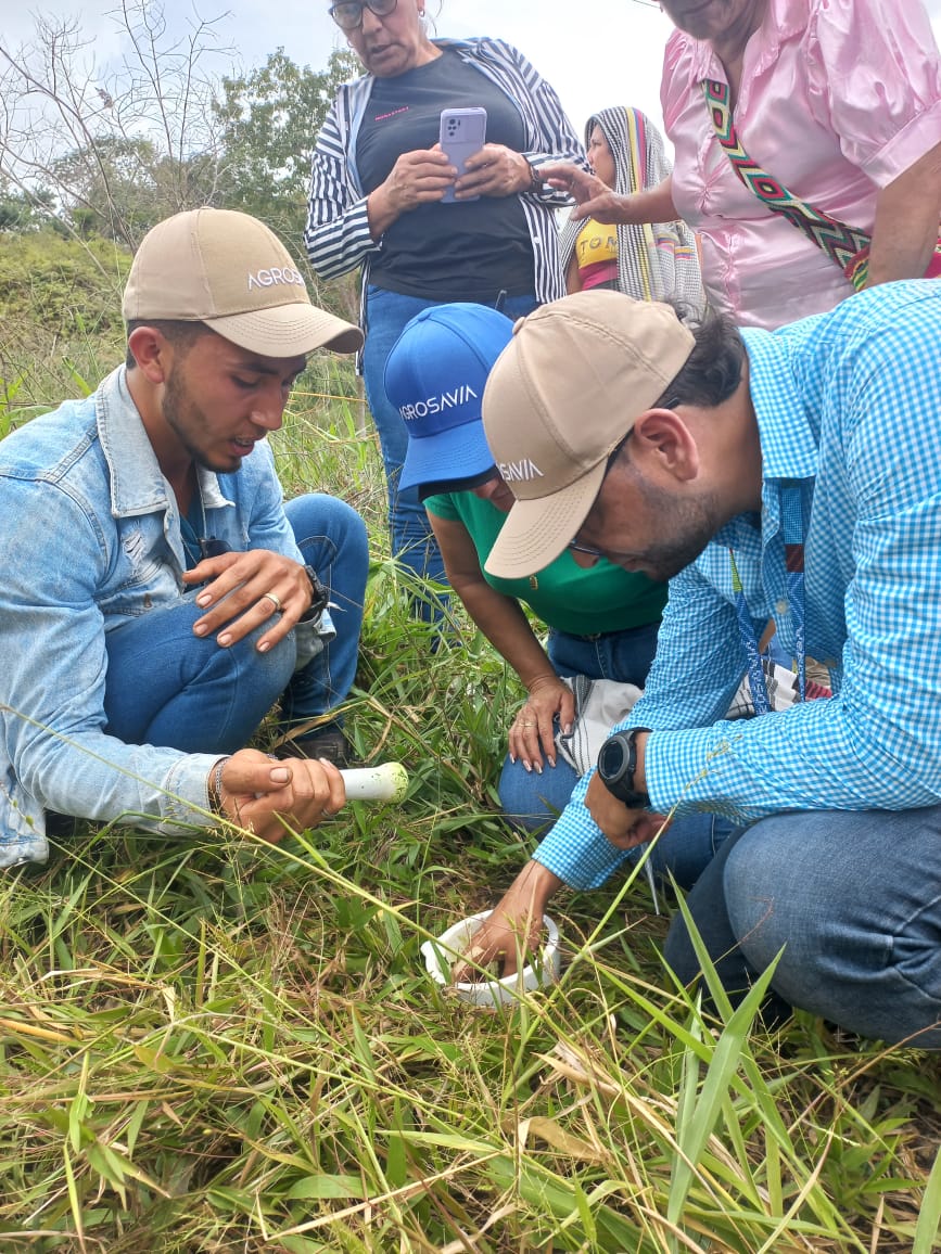 Toma De Muestras Vegetales