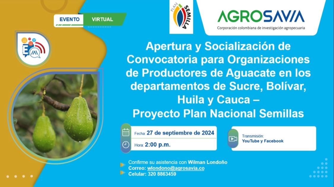 Inicia convocatoria para organizaciones de productores de Aguacate para el PNS