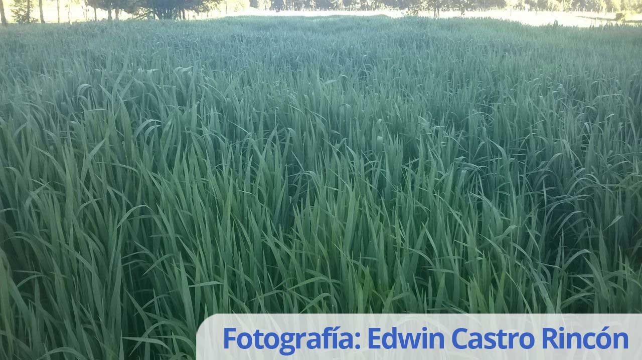 Cultivar de Avena Forrajera ALTOANDINA