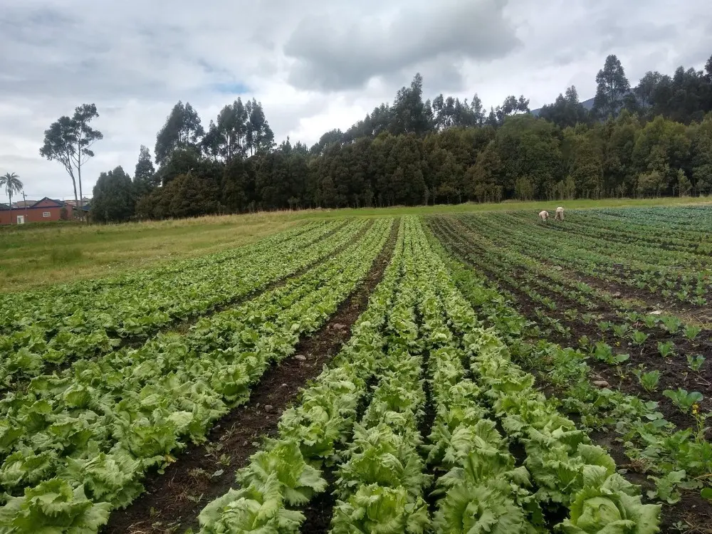 Reconocimiento FAO Triestimul6 Fotor Webp