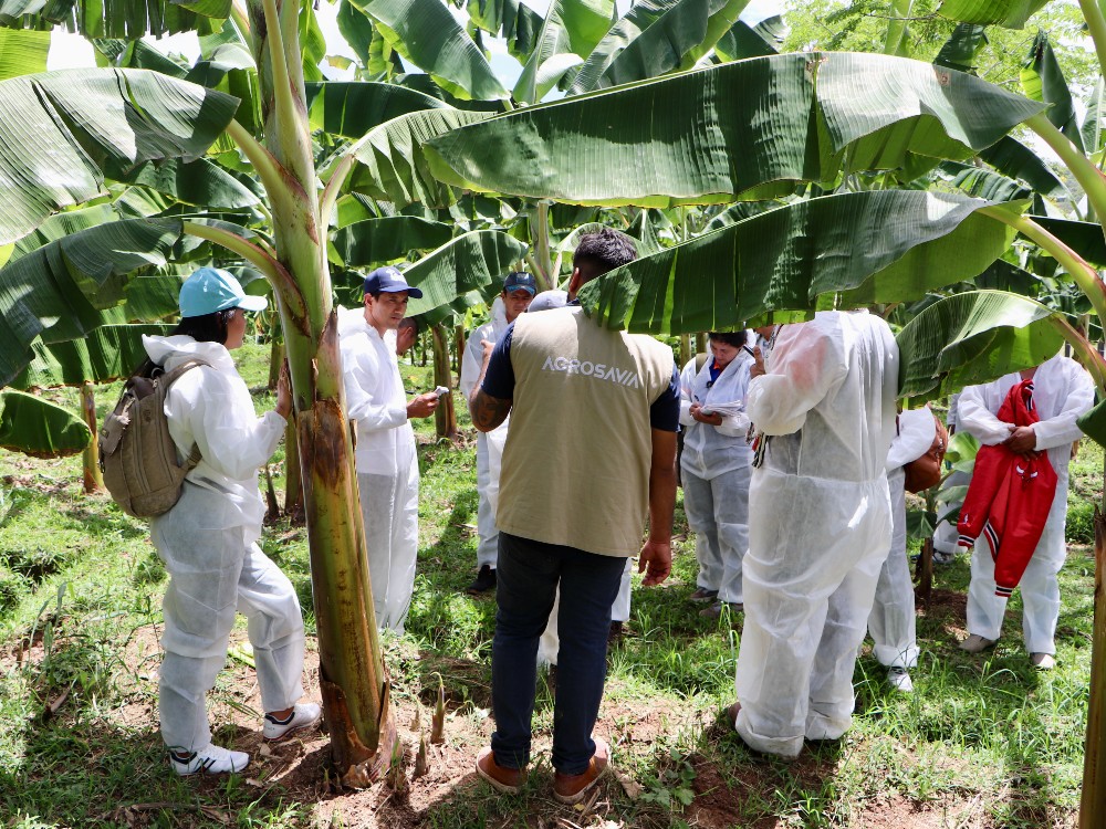 Una experiencia con productores de plátano del Huila y Caquetá