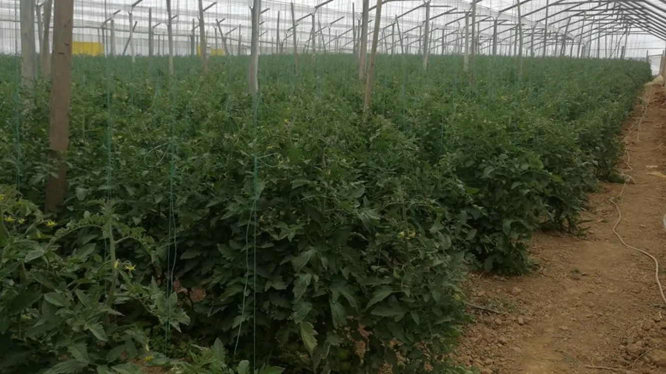 Residuos del cultivo de tomate podrían convertirse en nueva fuente de ingresos