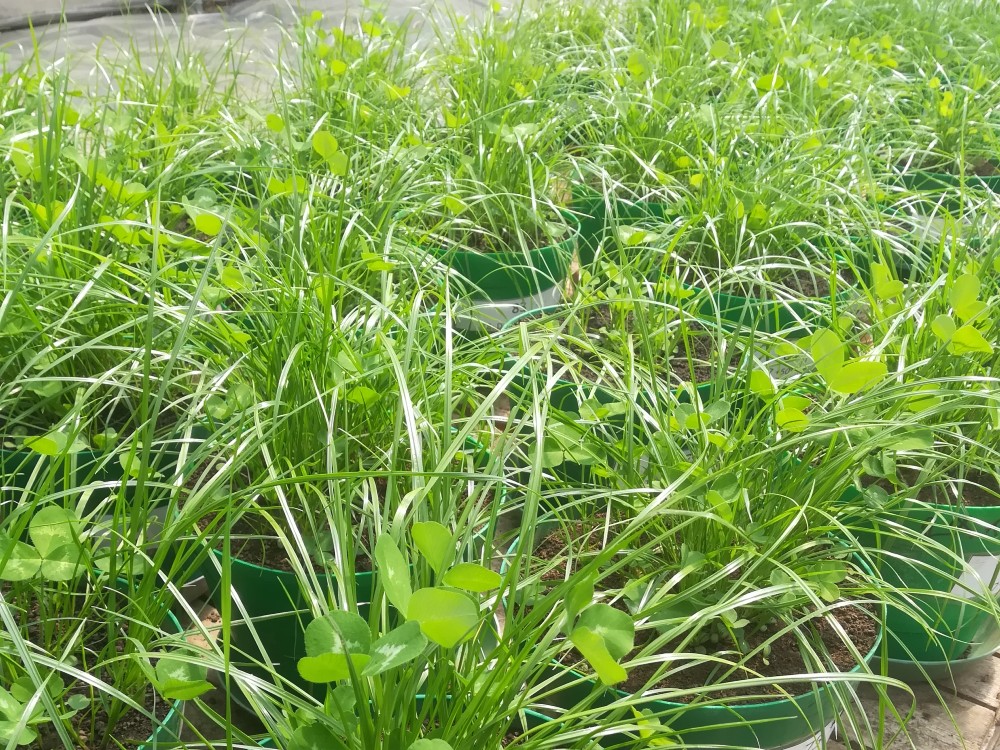 Optimizar el uso de fertilizantes que incorporan nitrógeno en las praderas