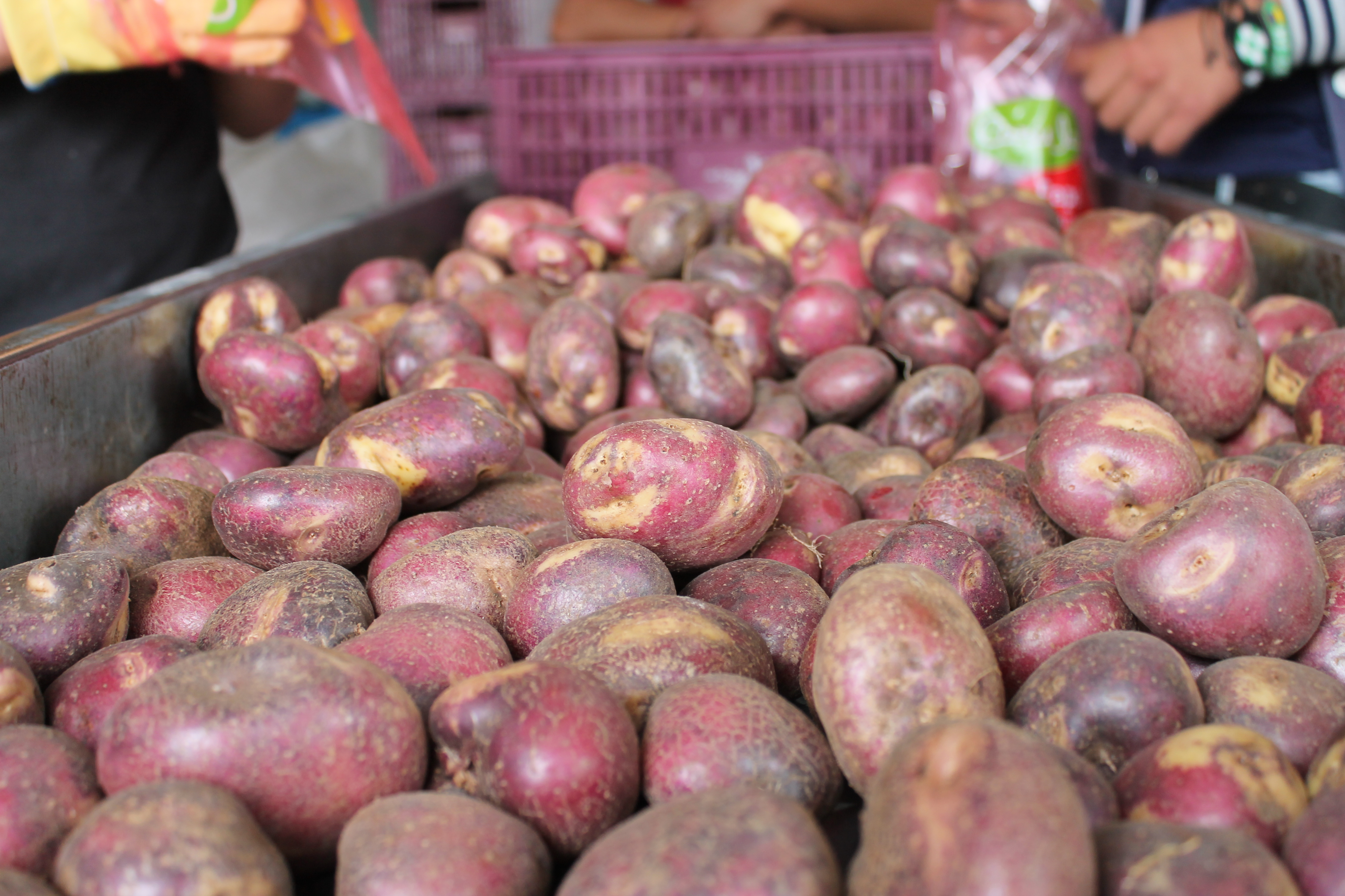 Biofertilizante FOSFOTAL®-Papa