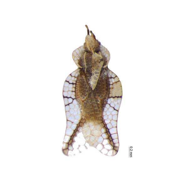 <p><em>Leptopharsa</em></p>