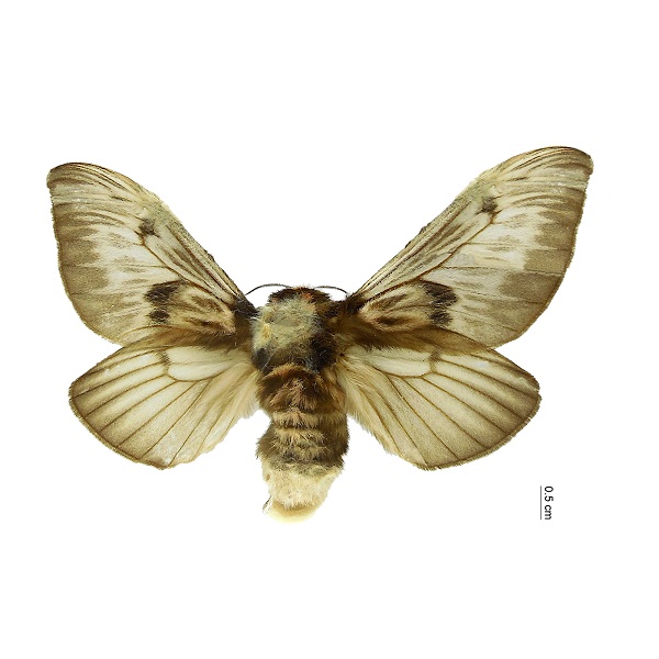 Megalopygidae