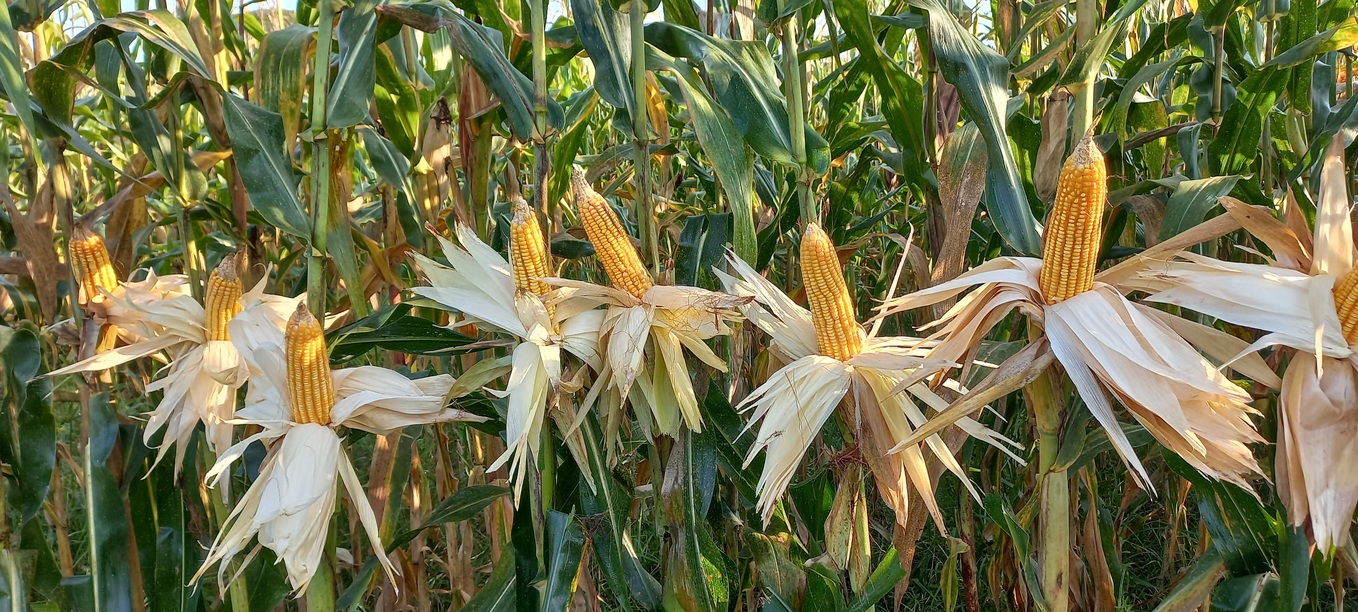 Maize/corn variety CORPOICA V-114