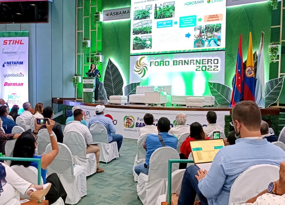 AGROSAVIA presenta acciones frente al Fusarium del banano