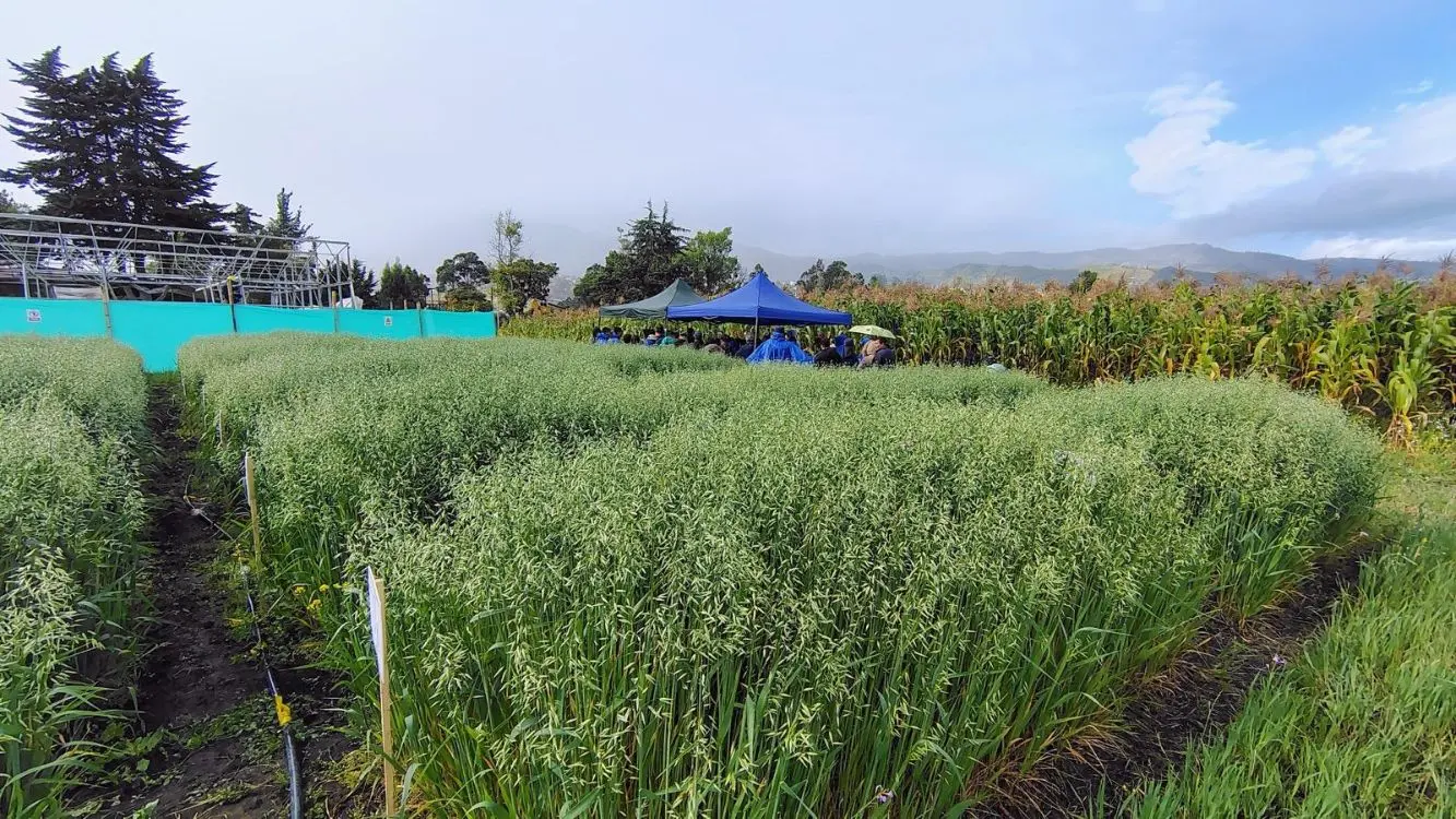 Un biofertilizante de AGROSAVIA