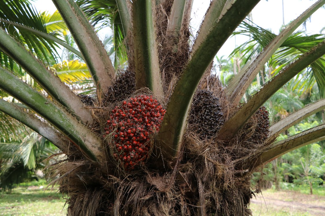 Colombia presenta alternativa sostenible en palmáceas en el marco de la COP16